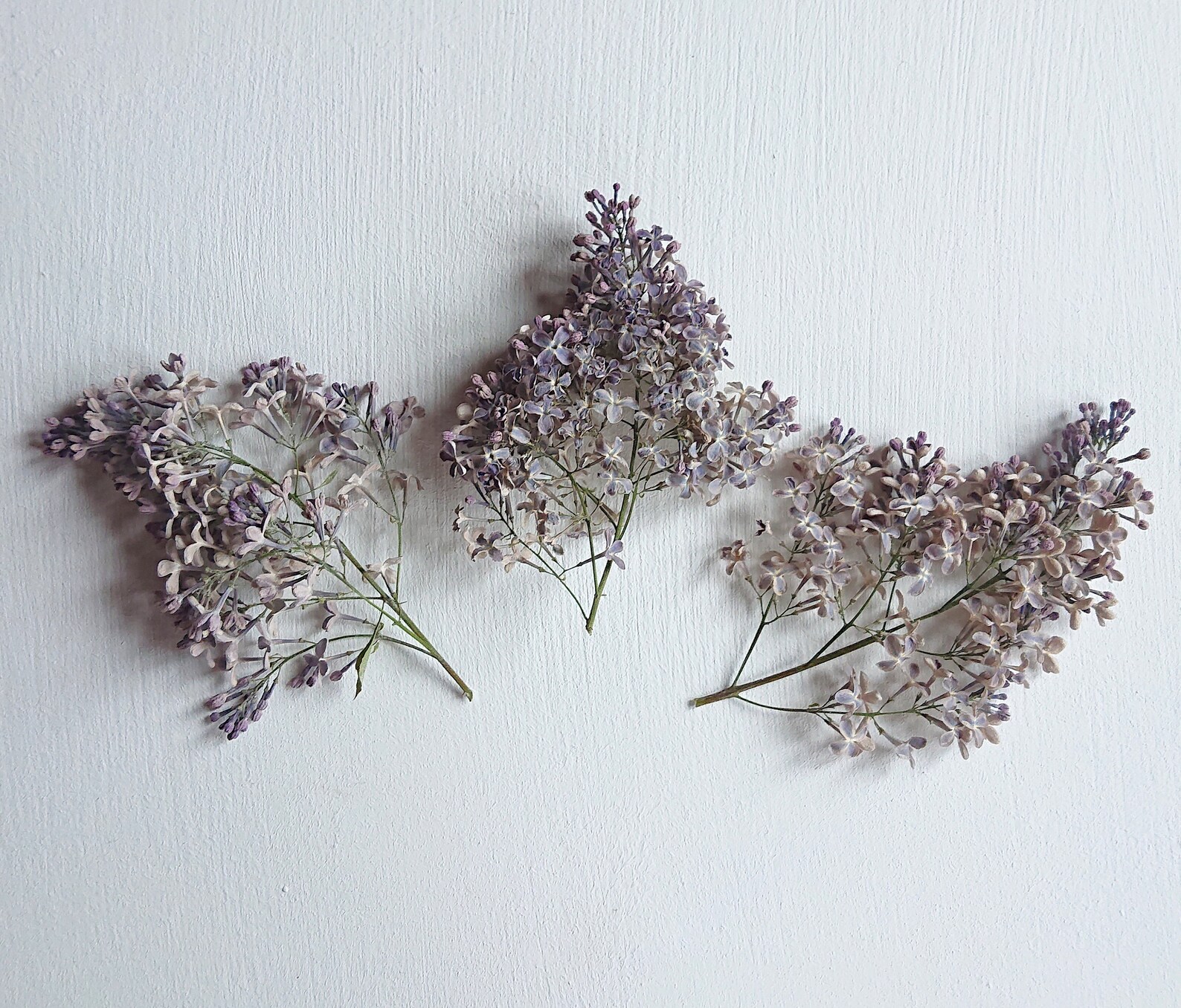 Dried lilac flowers. Syringa. Wild organic. Flowers for resin. Etsy