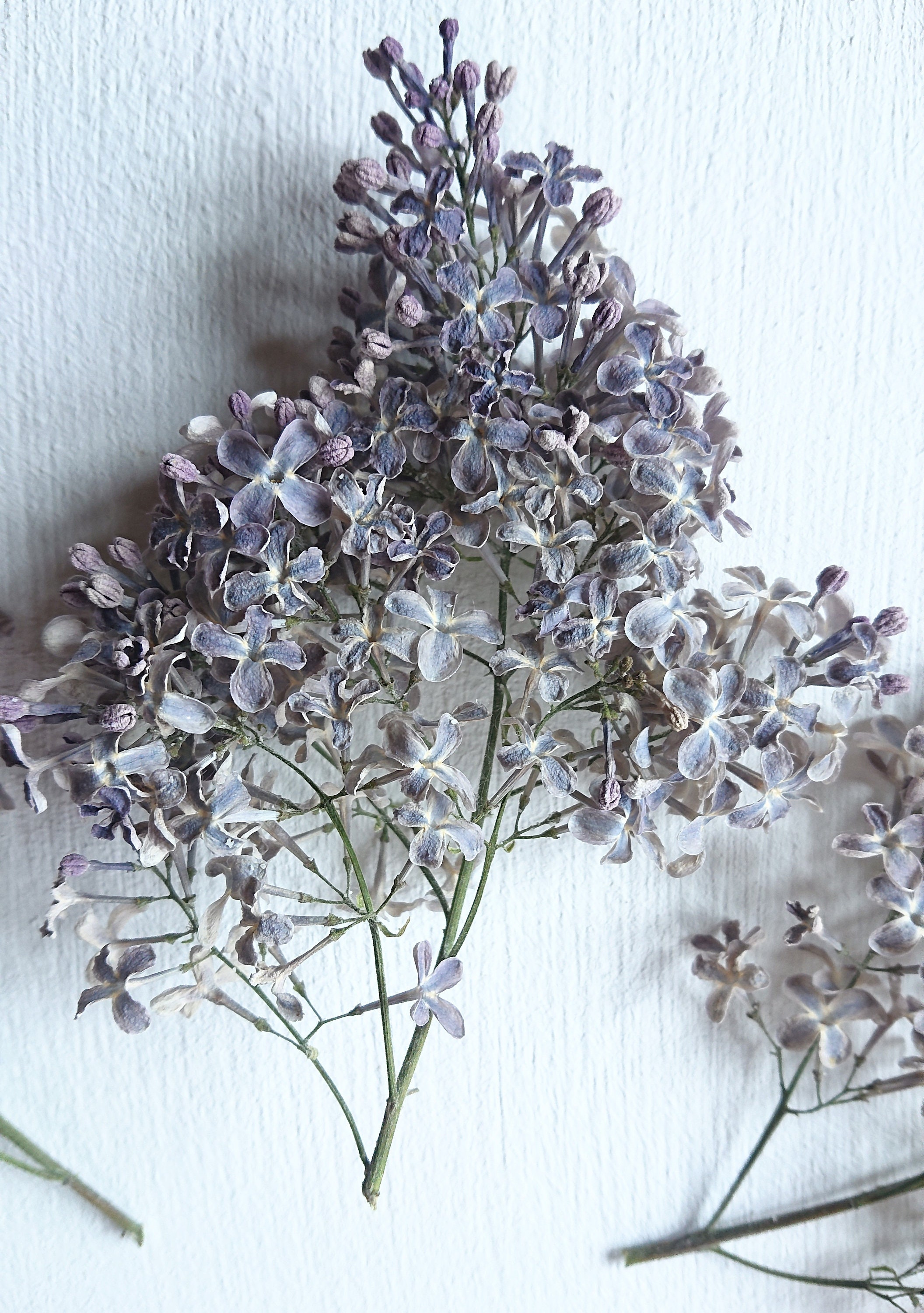Dried lilac flowers. Syringa. Wild organic. Flowers for resin. Etsy