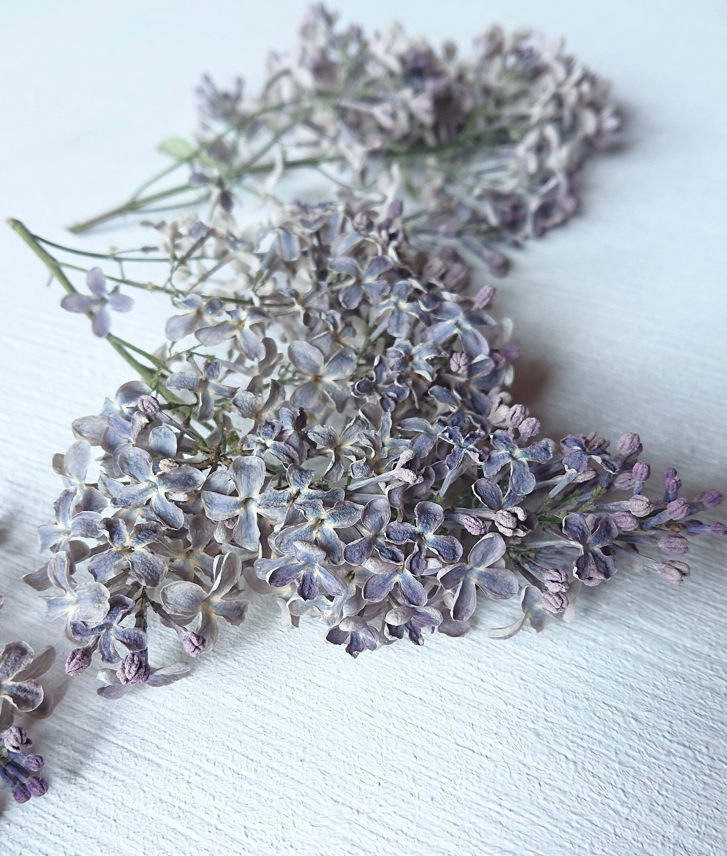 Dried lilac flowers. Syringa. Wild organic. Flowers for resin. Etsy
