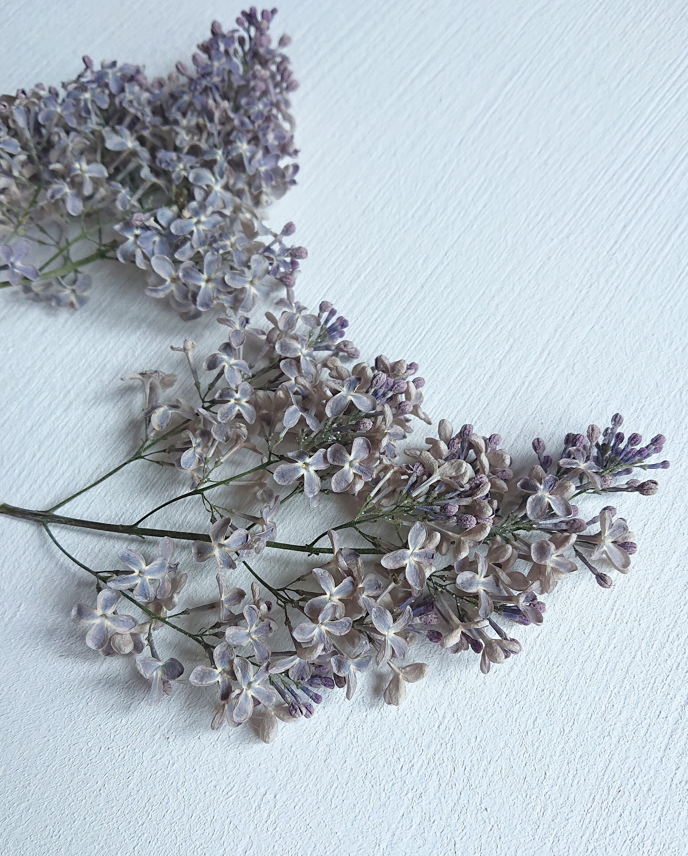 Dried lilac flowers. Syringa. Wild organic. Flowers for resin. Etsy