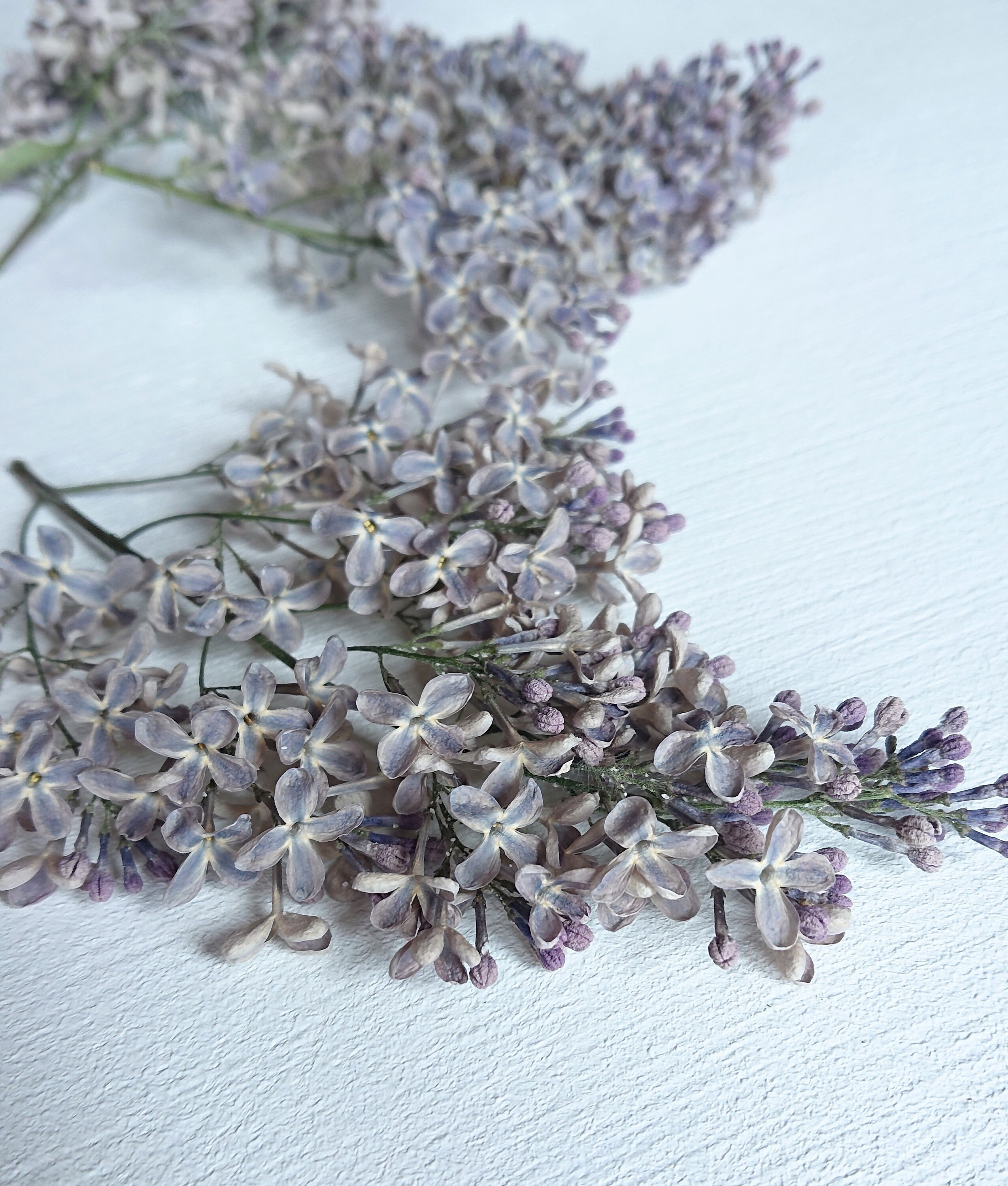 Dried lilac flowers. Syringa. Wild organic. Flowers for resin. Etsy