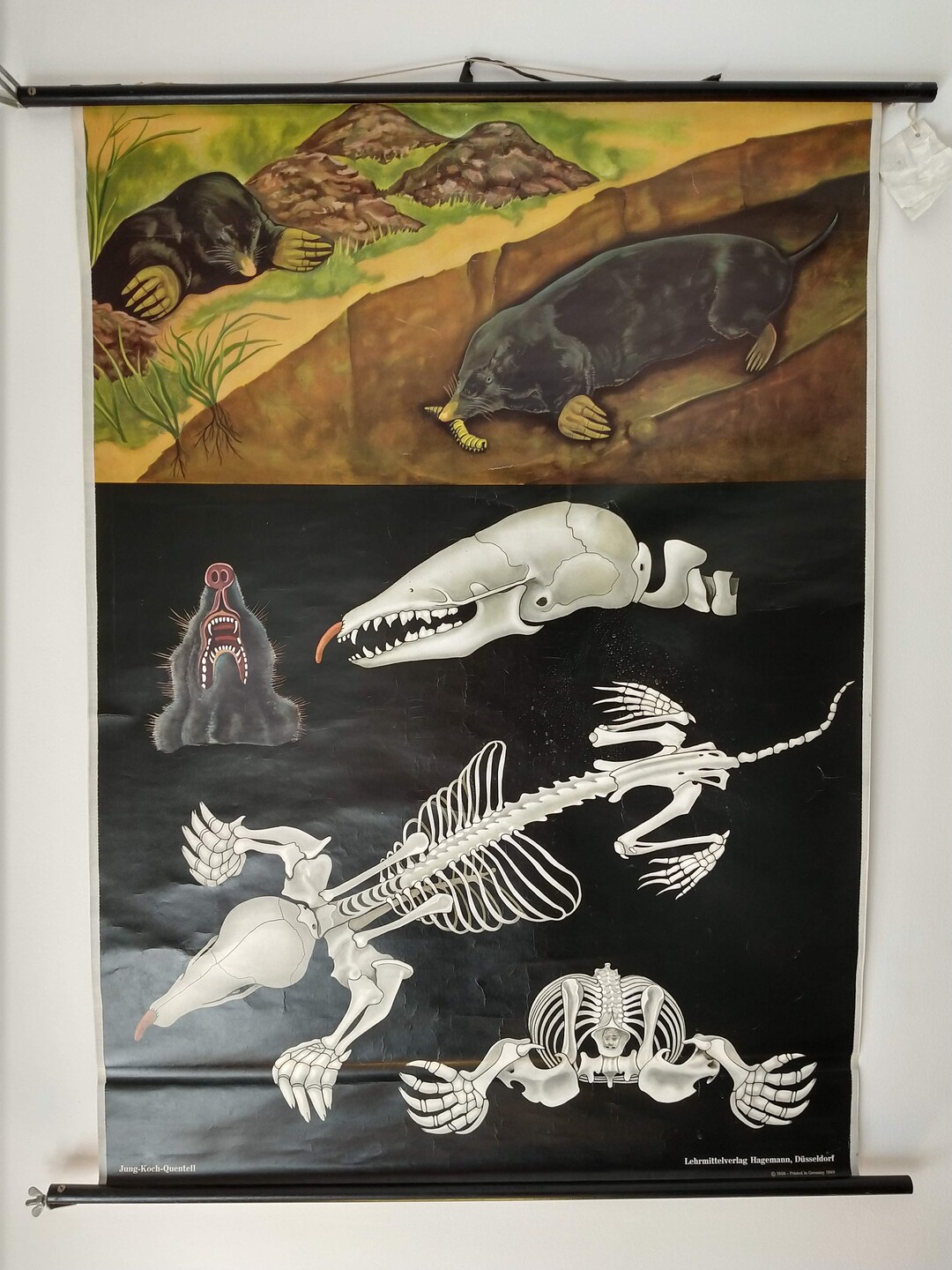 Old School Poster Jung Koch Quentell Original Mole, Vintage Pull Down ...