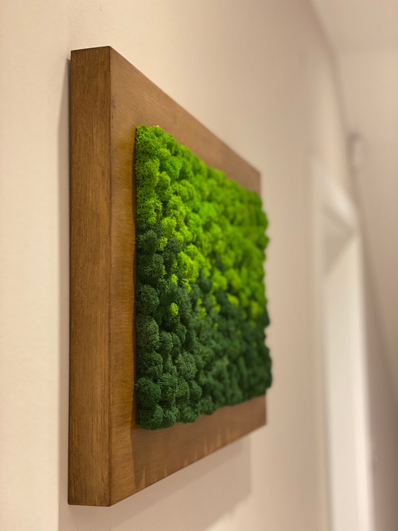 Moss Wall Green Wall Art Preserved Moss Walnut Art Etsy