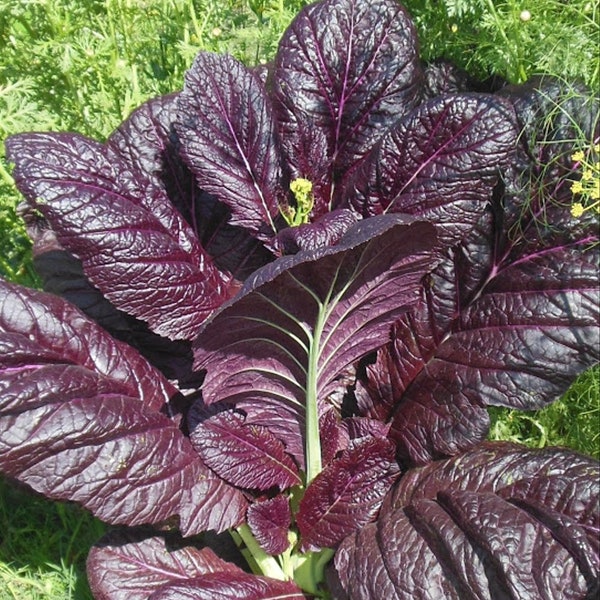 Osaka Giant Purple Mustard - Brassica Juncea - Delicious & Productive