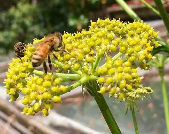 Erbe Aromatiche: Magici Abbinamenti In Cucina - La Cucina Italiana - Foto 10