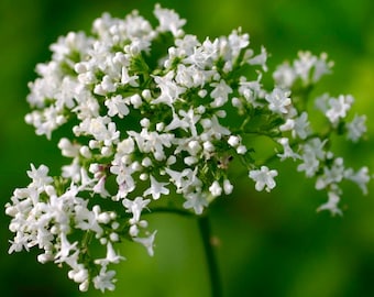 Pode incluir: Um close-up de um grupo de pequenas flores brancas com caules e folhas verdes. As flores estão em flor e têm uma aparência delicada.