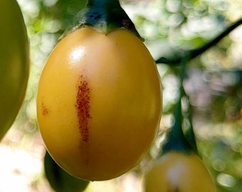 Kangoeroeappelzaden - Solanum Laciniatum - Eetbaar en sierplant