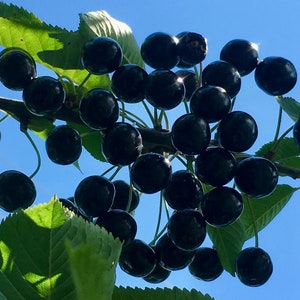 Black Tartarian Cherry Seeds - Prunus Avium - Delicious, Abundant, and Beautiful