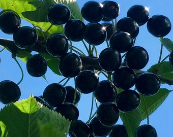 Semi di ciliegio tartaro nero - Prunus avium - Deliziosi, abbondanti e belli