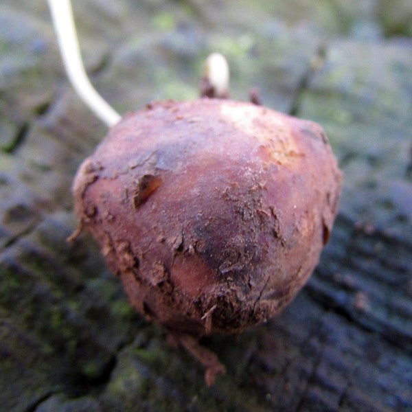 Earth Chestnut Seeds - Conopodium Majus - Rare, Versatile, & Delicious