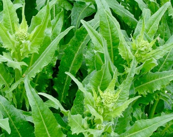 Turkish Rocket Seeds - Bunias Orientalis - Prolific, Delicious, and Perennial