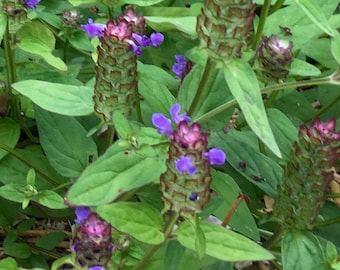 Pode incluir: Um close-up de um remendo de plantas com flores roxas e verdes. As plantas têm caules longos e finos com cachos de pequenas flores roxas. As flores são cercadas por folhas verdes.