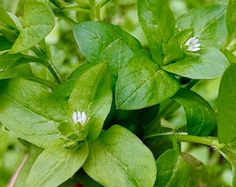 Chickweed Seeds - Stellar Media - Delicious & Nutritious Vegetable