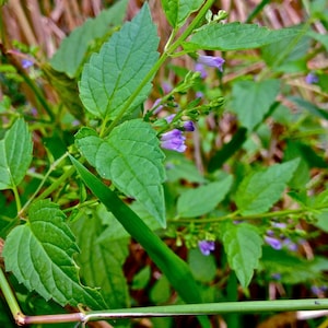 Skullcap Seeds - Scutellaria Lateriflora