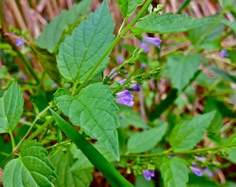 Pode incluir: Um close-up de uma planta verde com pequenas flores roxas. A planta tem muitas folhas e está crescendo em um ambiente natural.