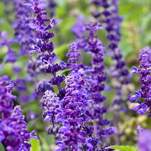 Victoria Blue Sage Seeds - Salvia Farinacea - Perennial & Pollinator Friendly
