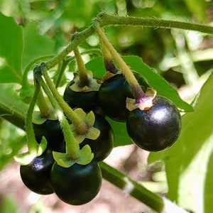 Sunberry Seeds - Solanum Retroflexum - Baies sucrées et délicieuses