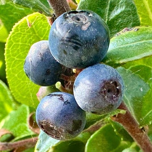 Evergreen Huckleberry Seeds - Vaccinium Ovatum - Delicious, Sweet, and Perennial