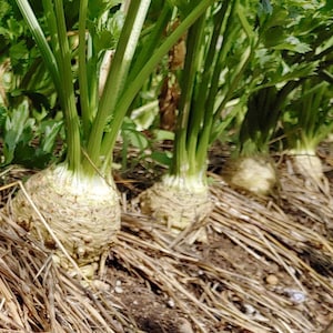 Könnte beinhalten: Nahaufnahme von mehreren großen, weißen Sellerieknolpen, die auf einem Feld wachsen. Die Knollen sind von braunem Strohmulch und grünen Selleriestängeln umgeben.