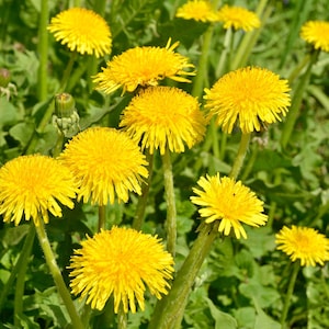 Paardebloemzaden - Taraxacum Offininale - Voedzame, hoogproductieve meerjarige groente