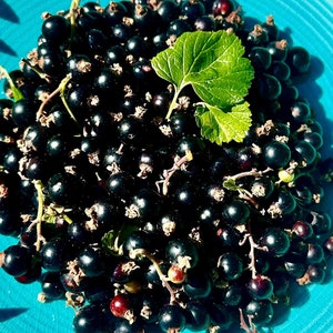 Black Currant Seeds - Ribes Nigrum - Delicious, Abundant, and Perennial