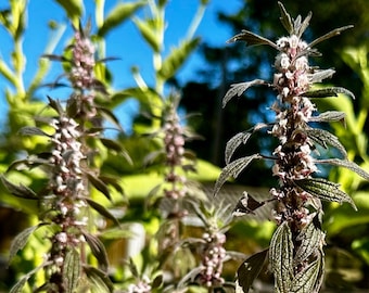 Pode incluir: Um close-up de um grupo de plantas verdes com flores brancas. As plantas têm folhas grandes de cor verde escura e estão crescendo em um jardim.