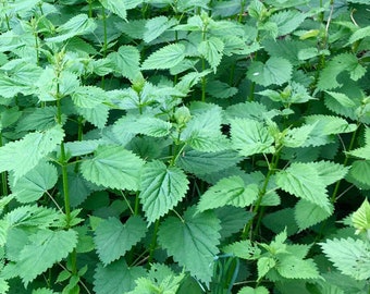 Graines d'ortie - Urtica Dioica