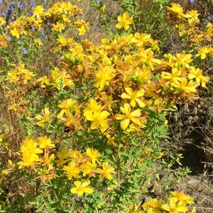 St. John's Wort Seeds Hypericum Perforatum image 1