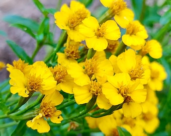 Semillas de estragón mexicano - Tagetes Lucida - Aromáticas, deliciosas y perennes