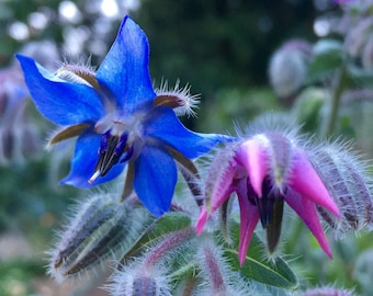 Op de afbeelding: Een close-up van een borageplant met blauwe en roze bloemen. De bloemen worden omringd door wazige groene knoppen.