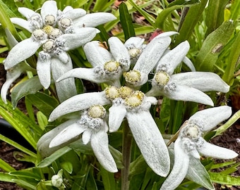 Edelweiss Seeds - Leontopodium Alpinium - Perennial, Pollinator Friendly, & Beautiful