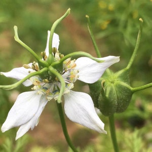 Black Seed / Black Cumin Seeds - Nigella Sativa - Edible & Highly Ornamental