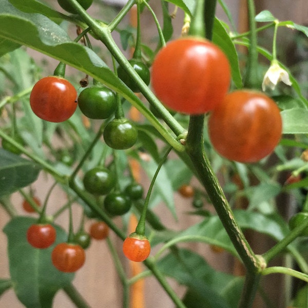 Cold Hardy Chili Pepper Seeds - Capsicum Flexuosum, aka February Fire - Perennial, Delicious, and Abundant