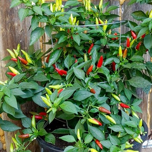 Birds Eye Thai Chili Pepper Seeds - Capsicum Annuum - Tasty & Prolific