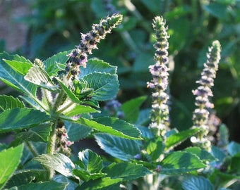 Pode incluir: Close-up de plantas de manjericão com longas e finas espigas florais. As folhas são de um verde vibrante, e as espigas florais são adornadas com pequenos botões roxos. A imagem é bem iluminada, destacando a textura e os detalhes da planta.