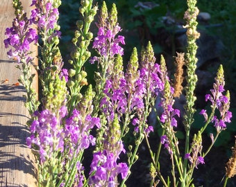 Op de afbeelding: Een close-up van een groep paarse en groene bloemen. De bloemen bloeien en hebben een delicate, luchtige uitstraling. De achtergrond is wazig en onscherp.