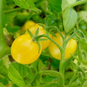 Wild Galapagos Island Tomato Seeds Lycopersicon Cheesmanii Delicious & Abundant image 2