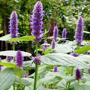 thumbnail image 2 of VibeX VXI-2 - Korean Mint Agastache Rugosa - (450 Seeds) Seed Price In 2 of 9
