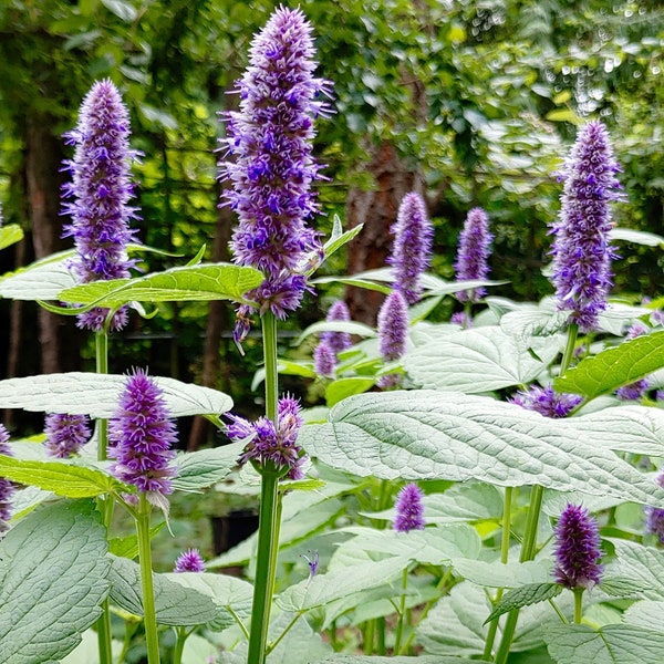 Agastache / Korean Mint Seeds - Agastache Rugosa - Aromatic & Tasty