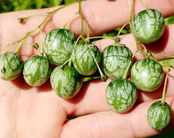 Tzimbalo Seeds - Solanum Caripense - Sweet, Juicy & Abundant