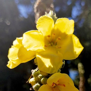 Größere Königskerze-Samen - Verbascum Thapsus - Bestäuber-Anzieher