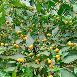 Aji Charapita Pepper Seeds - Capsicum Chinense - Delicious & Semi-Wild