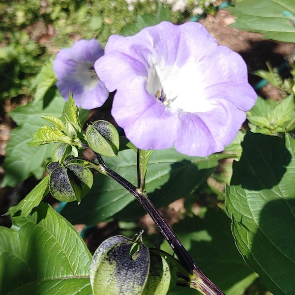 Shoo Fly / Apple of Peru Seeds - Nicandra Physalodes - Insect Repelling & Ornamental