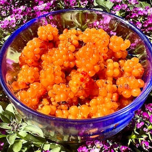 Salmonberry Seeds - Rubus Spectabilis - Perennial, Delicious, and Nutritious