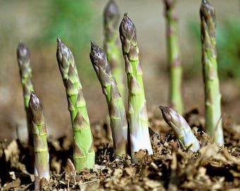 Mary Washington Asparagus Seeds - Asparagus Officinalis - Prolific, Delicious, and Perennial