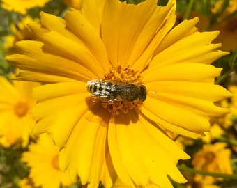 Op de afbeelding: Een gele bloem met een bij erop. De bij is zwart en geel en heeft zijn vleugels uitgespreid.