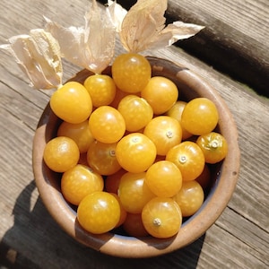 Aunt Molly's Groundcherry Physalis Pruinosa Super Sweet & Abundant image 1