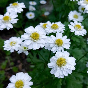 Feverfew Seeds - Tanacetum Parthenium
