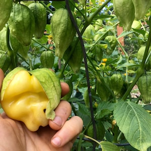 マリナルコの女王トマティロ種子 - Physalis Ixocarpa - 甘く、香りがよく、豊富