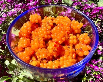 Salmonberry Seeds - Rubus Spectabilis - Perennial, Delicious, and Nutritious